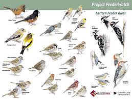 Nature Journal Bird Watching Resources Printables Happy