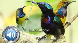 Kombinasi Suara Burung Madu Untuk Masteran Dan Memancing Bunyi Om Kicau