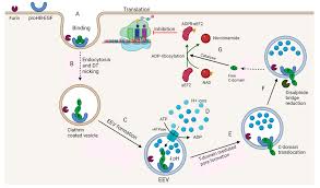 Do Bacteria Provide an Alternative to Cancer Treatment and What Role Does  Lactic Acid Bacteria Play?