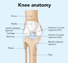 Image result for Knee Bulge Sign
