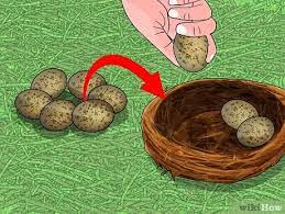 How To Find And Take Care Of Wild Bird Eggs 8 Steps