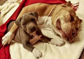 Join facebook to connect with julio cesar millan and others you may know. 64 Daddy Junior Ideen Hunde Cesar Milan Tiere