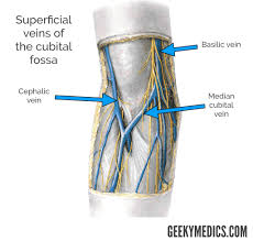 Meaning of median cubital vein medical term. Cubital Fossa Borders Contents Veins Geeky Medics