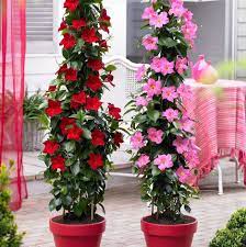 Mandevilla Sanderi Seeds Dipladenia Sanderi Seeds 100pcs Pack Container Flowers Plants Flower Pots