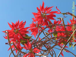 Image result for Euphorbia pulcherrima