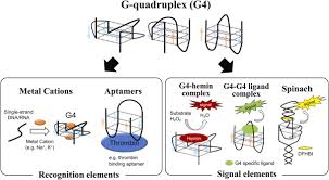 Depends on your device and model, just google how to remove screen overlay from (device name) and you will find multiple solutions. G Quadruplex Flexible Conformational Changes By Cations Ph Crowding And Its Applications To Biosensing Sciencedirect