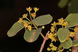 Image result for Berchemia zeyheri