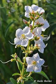 Image result for Dissotis princeps