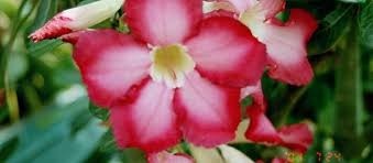 Maybe you would like to learn more about one of these? Adenium Species Desert Rose Adenium Obesum