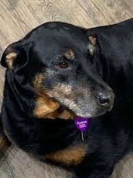 Shop for pet id tags in dog collars, leashes & harnesses. Custom Engraving Pet Id Tags Walmart Com Walmart Com