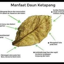 Manfaat daun ketapang kering untuk ikan. Daun Ketapang Kering Shopee Indonesia