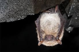 Fachtagung Der Bag Fledermausschutz Im Marz 2015 Nabu Fledermaus Saugetiere Tiere