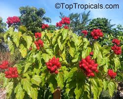 Image result for Bixa orellana