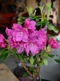 4 more photos view gallery. Why Rhododendrons Fail To Grow And Two Super Hardy Rhododendrons For Cold Climates Mike S Backyard Nursery