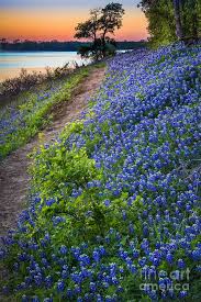 Flower Mound Texas Bluebonnets Landscape Beautiful Nature