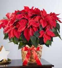 Poinsettia Plant In 2020 Poinsettia Plant Christmas Flowers Christmas Floral Arrangements