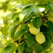 Trim any roots that protrude beyond the hole edge or make it difficult to stand the tree up. Pear Care Garden Org