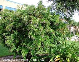 It is widely cultivated as an ornamental plant in tropical and subtropical gardens throughout the world, and has become naturalized in many places. Golden Dewdrop