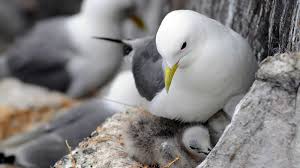 Birds Wallpapers Free Desk Wallpapers Cute Wallpapers Bird Wallpaper Cute Pigeon