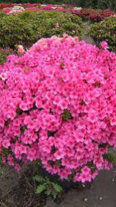 Azalea Japonica Baggio Evergreen Shrub For Sale Online Uk Fioritura massiva da marzo a maggio. azalea japonica baggio