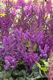 Vision In Red Astilbe Herbaceous Perennials Full Shade Plants Shade Plants