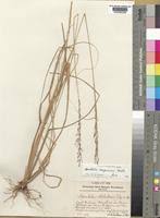 Image result for Sporobolus sanguineus