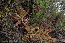 Image result for Drosera