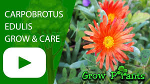 Image result for Carpobrotus