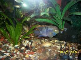 This includes bad care in fish stores, bad novelty bowls, someone else's bad betta care. Fw Fish Profiles Aquariacentral Com