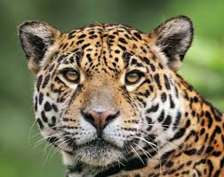 Jaguar Face Rainforest Animals Animals Unique Animals