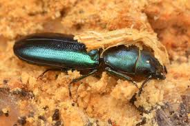 Image result for Tridactyle gentilii