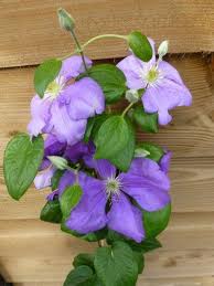 Mulch well with composted manure or compost. Clematis General Sikorski