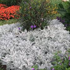 Growing Dusty Miller Plants For The Landscape Plants Garden Lovers Outdoor Backyard