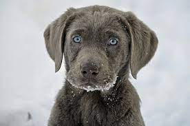 crumpled envelope labrador retriever puppies silver labrador puppies silver labrador retriever