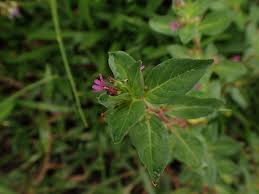 Image result for Cuphea carthagenensis