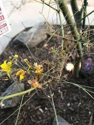 Maybe you would like to learn more about one of these? Museum Palo Verde Is Unhappy