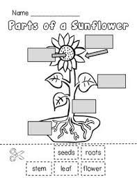 The free version is available in pdf format. Sunflower Life Cycle And Plant Parts Unit Plant Life Cycle Worksheet Plant Life Cycle Sunflower Life Cycle