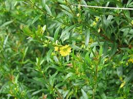 Image result for Heimia salicifolia