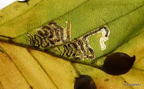 Image result for Stigmella tityrella