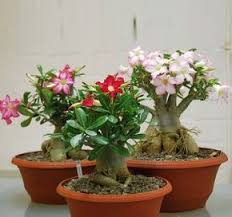 Desert Rose Adenium Natural Bonsai Desert Rose Plant Adenium Bonsai Tree
