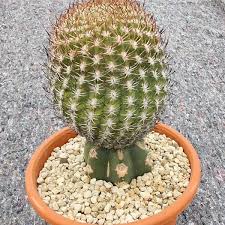 Image result for Euphorbia eranthes