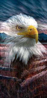 4k Ultra Hd Eagle Wallpapers For Android And Iphone Eagle Wallpaper Eagle Images Eagle Pictures