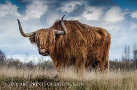 Hairy Bull From Pre Historic Times Art Print Bull Art Digital Download Photography Professional Lightroom Presets