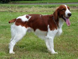 Image result for velššpringršpaněl