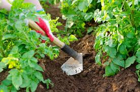 How to use a hoe in the garden. 10 Best Garden Hoes Of 2021 Gardening Hoe Tool For Weeding