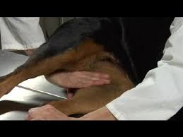 Dogs over 30 pounds have heart rates of 60 to 120. How To Measure A Dog S Heartbeat Dog S Health Youtube