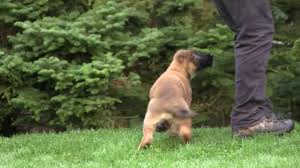 In the gsd, sable usually shows up as black and tan in a getting as much information as possible before you look at german shepherd puppies for sale is crucial to pinpointing what you are looking for in a dog. Male German Shepherd Red Sable Puppy At 11 Weeks Old Youtube