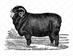Black And White Sheep Drawing Black Sheep Illustration Vintage Drawing Antique Drawing Sheep Clipart Farm Animals Printable Artwo Sheep Illustration Vintage Drawing Graphics Fairy