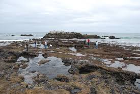 laguna beat laguna beach tide pools tread carefully