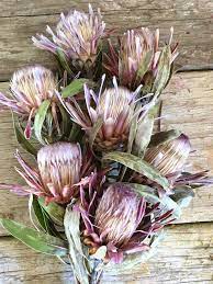 Protea Don T Die They Dry Beautifully Dried Flowers Everlasting Flowers Flowers